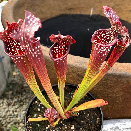 TRUMPET PITCHER: Sarracenia Farnhamii (Special Hybrid) for sale | Buy carnivorous plants and seeds online @ South Africa's leading online plant nursery, Cultivo Carnivores