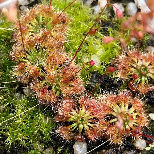 PYGMY SUNDEW GEMMAE: Drosera Nitidula var. Allantostigma x Ericksoniae