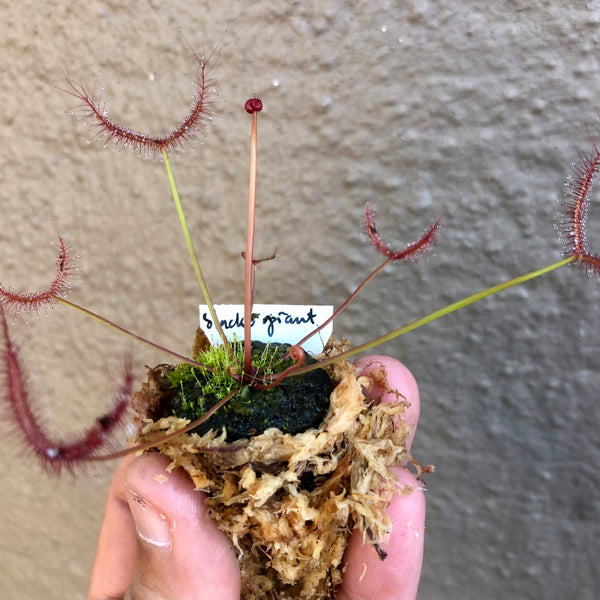 Drosera Binata "Slack's Giant" · Forkleaf sundew · Collectible Import