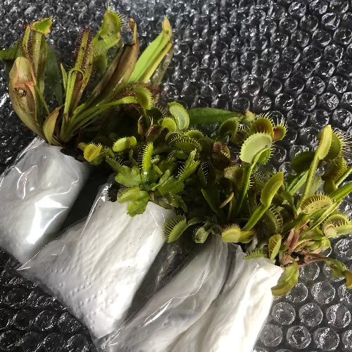 Venus fly traps and other carnivorous plants for wholesale_Buy discount value boxes online South Africa