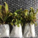 100-Plant VALUE PACK ☀️ 𝗣𝗶𝗰𝗸 '𝗻 𝗠𝗶𝘅 𝘀𝘁𝗮𝗿𝘁𝗲𝗿 ~ 𝗼𝘂𝘁𝗱𝗼𝗼𝗿𝘀 🪴 Potted 🎅🎄Christmas orders close 10 Dec