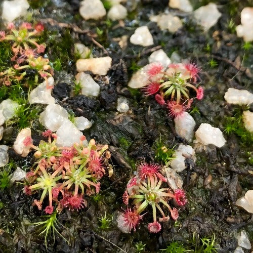 SUNDEW: Drosera Nitidula x Occidentalis (Pot o' Pygmies) for sale | Buy carnivorous plants and seeds online @ South Africa's leading online plant nursery, Cultivo Carnivores