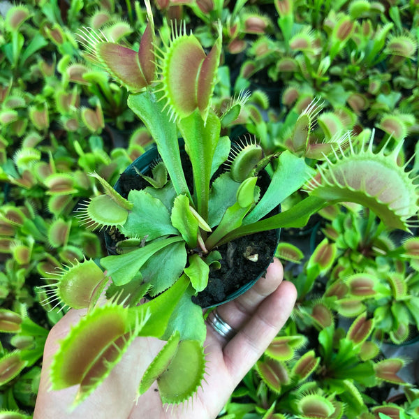 48-Plant DISCOUNT VALUE BOX ☀️  6+yr old XL Venus Flytrap Monster Mix SWR242 ~ Mature 🪴 Potted