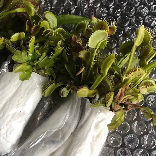 Venus Flytrap Starter (Mixed giants) Potted | Carnivorous Plants ...