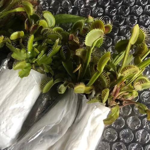 Venus fly traps and other carnivorous plants for wholesale_Buy discount value boxes online South Africa