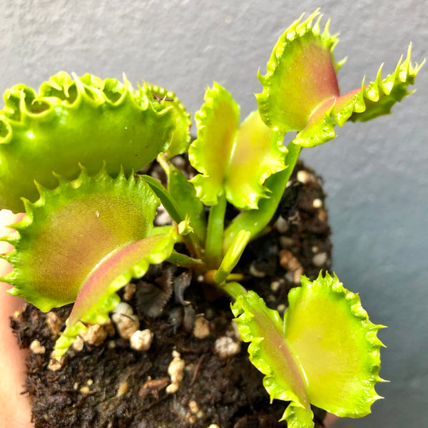 Venus Flytrap GJ Zipper • Flowering Size • Green Jaws, Germany