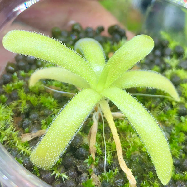 Pinguicula Jaumavensis × Moctezumae • Collectible Import • BCP clone