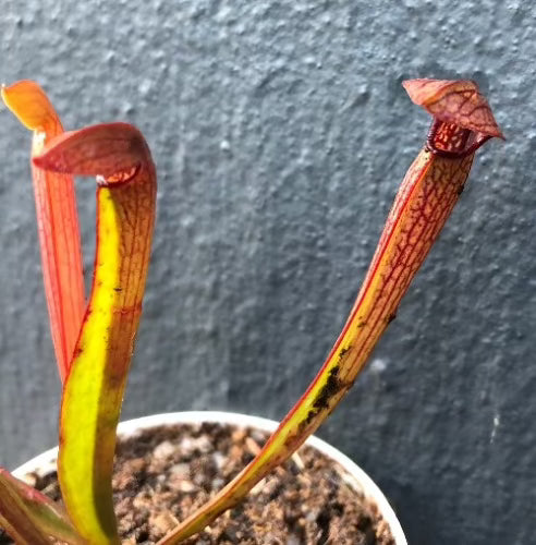Sarracenia “Godzuki” (S. Leucophylla x Minor giant) ex SNW * 3rd gen Rooted Division [#JS110/01] for sale | Buy carnivorous plants and seeds online @ South Africa's leading online plant nursery, Cultivo Carnivores