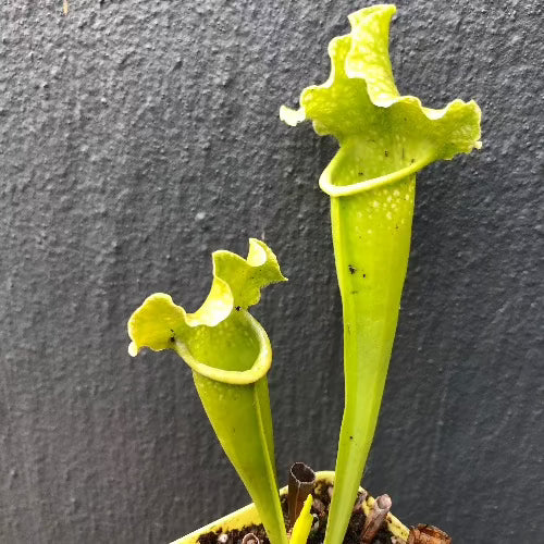Sarracenia Mitchelliana All Green ex C. Klein * Specimen plant * Rare and collectables ~ Carnivorous plants for sale South Africa