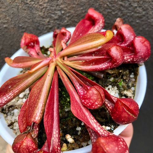 Sarracenia Psittacina okefenokeensis giant ex Lee's Botanical Garden