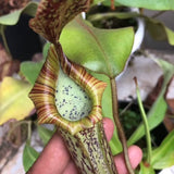 Carnivorous tropical pitcher plant for sale: Buy Nepenthes Platychila x Veitchii ex Wistuba (Intermediate) * RSC 🌱 Potted online