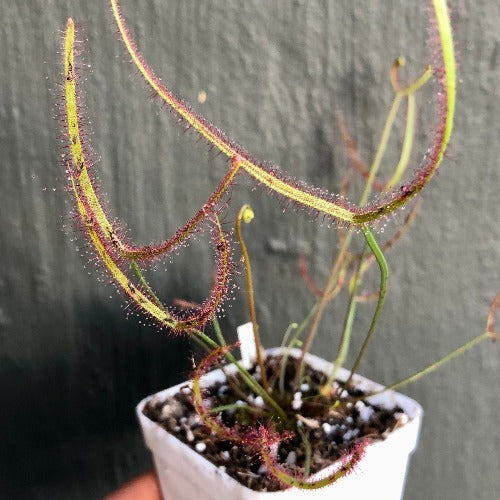 Drosera Binata ‘Ghost’ • Rare Forkleaf Sundew from C. Klein, Germany