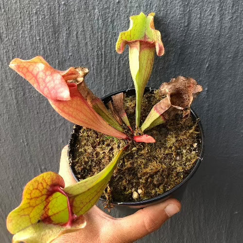 Sarracenia Purpurea ssp. venosa “Ewelina” · Breeding Stock