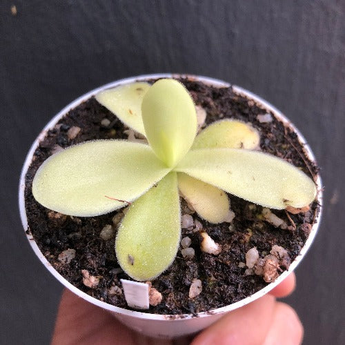 Pinguicula Gigantea ex Bestcarnivorousplants for sale