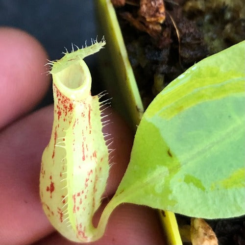 Nepenthes Mirabilis wing red x Northiana * Carnivorous Tropical pitcher plant (monkey cups) for sale