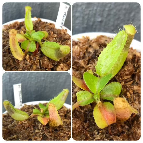 For sale:  Nepenthes Truncata Seedgrown * Buy carnivorous plants online South Africa