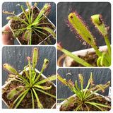 Whatsapp RARE & COLLECTABLES Sale (BN07/06) 🌟 Drosera Capensis loc Bains Kloof, RSA * Special Import 🌱 Potted
