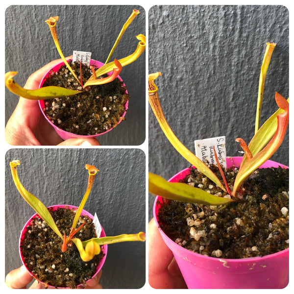 Sarracenia Rubra ssp. alabamensis · Endangered US Trumpet pitcher