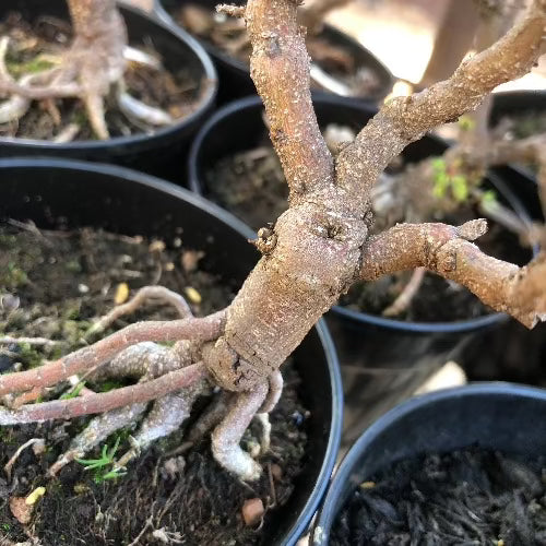Mature flowering size Mimosa Pudica (Touch-me-not) Kruidjie roer my nie for sale | Buy carnivorous plants and seeds online @ South Africa's leading online plant nursery, Cultivo Carnivores