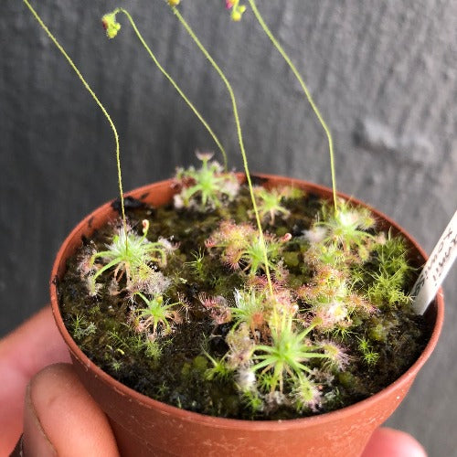 SUNDEW: Drosera Mannii x Omissa (Pot o' Pygmies) for sale | Buy carnivorous plants and seeds online @ South Africa's leading online plant nursery, Cultivo Carnivores