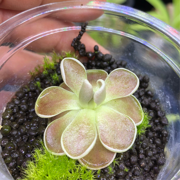 Pinguicula sp El Mirador (Guatemala) • Miniature species • BCP clone