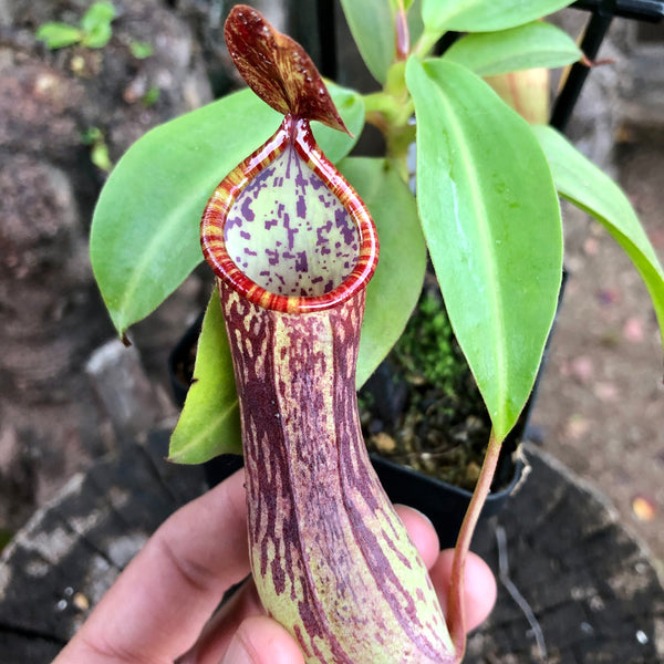 Nepenthes Cornuta (Mindanao, Philippines) • Tropical pitcher • Wistuba Clone 1