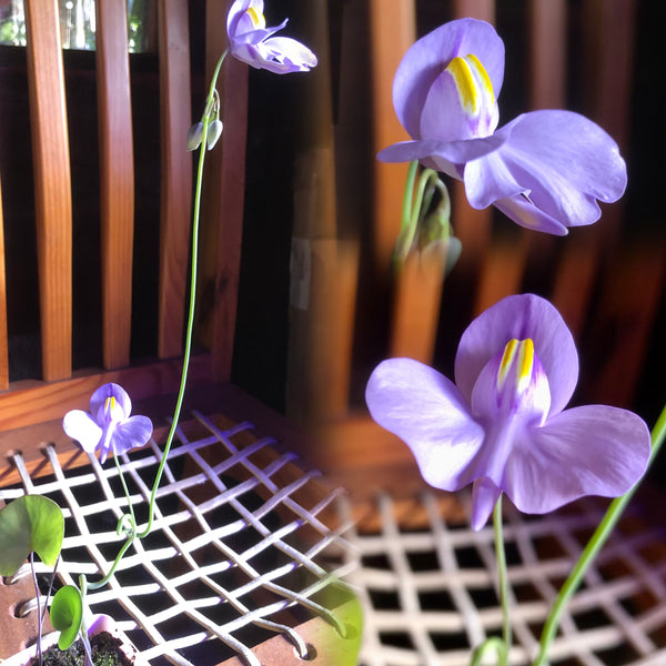 Utricularia Cornigera x Nelumbifolia • Epiphytic Bladderwort • Exact plant