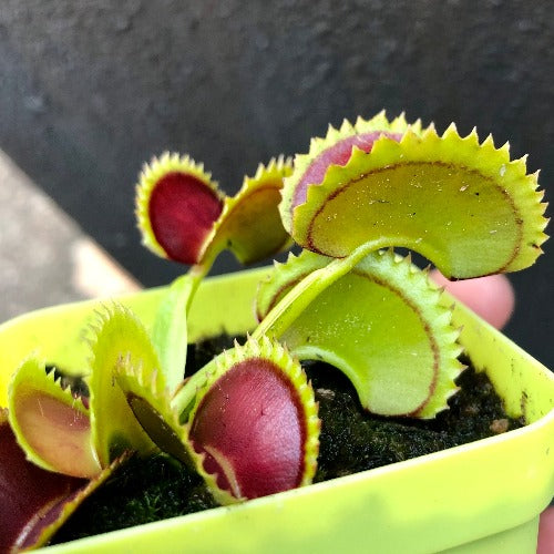 Venus fly trap BIG DRACULA for sale * Buy carnivorous plants online @ Cultivo Carnivores South Africa