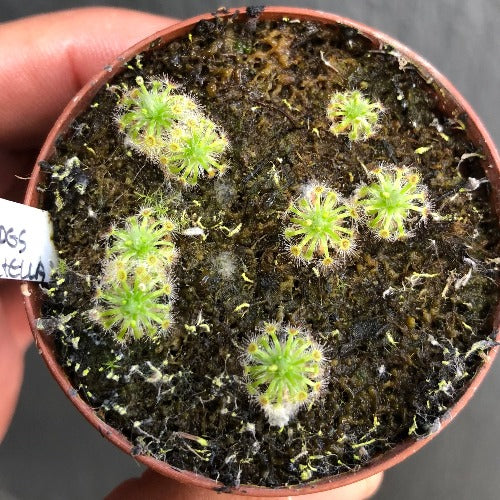 Drosera Helodes x Pulchella (Pygmy Sundews)