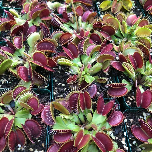 Buy Venus Flytrap Giants in Bulk | Wholesale Carnivorous Plants SA ...