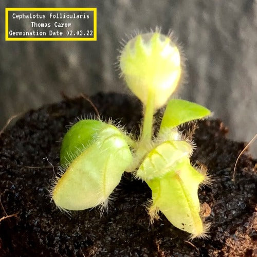 ALBANY PITCHER PLANT: Cephalotus Follicularis "Thomas Carow" ~ Seedgrown