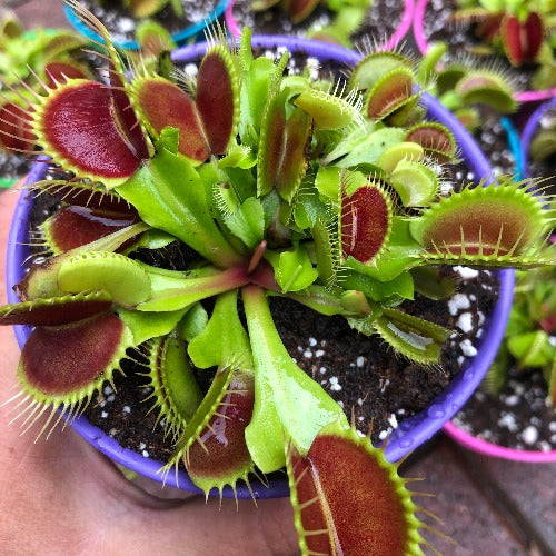 GIFTS:  Venus Flytrap 7+yr old XXL (BJ1/24) 🌟 Multicrown plants * Assorted 🪴 Potted in a colourful DECO planter with clip-on tray