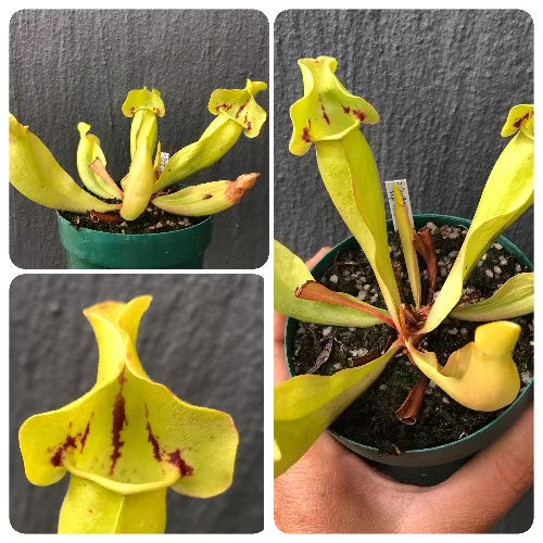 Carnivorous purple pitcher plant for sale: Buy Sarracenia ssp venosa 'Sorrow' Flowering size online