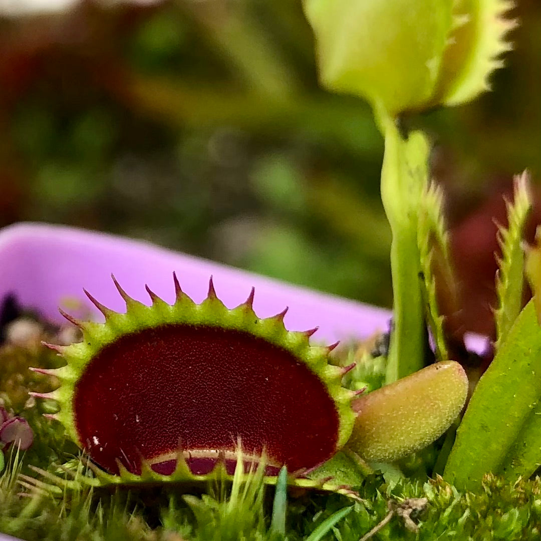 VENUS FLYTRAP 🌟 DM Flaming Lips * Flytrapstore, USA 💎 Collectors Item > Exact plant pictured for sale | Buy carnivorous plants and seeds online @ South Africa's leading online plant nursery, Cultivo Carnivores