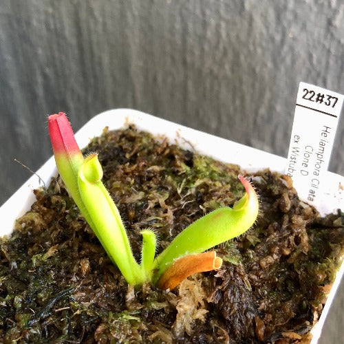 RARE carnivorous plants for sale: Heliamphora Ciliata (Lowland) ex Wistuba * Clone D