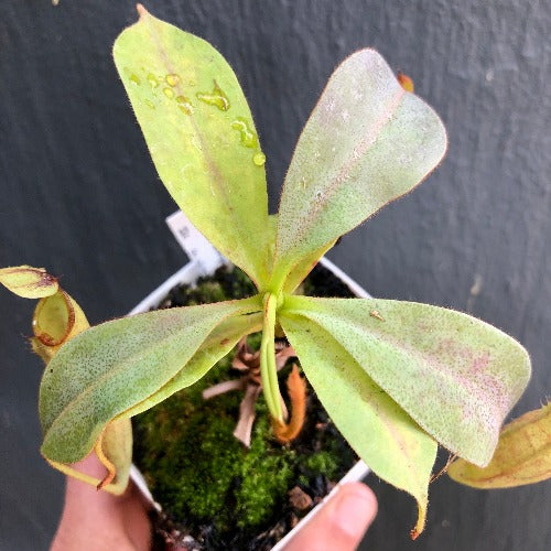 Nepenthes (Campanulata x Maxima) x Eymae (Katopasa) * Seed grown * Wistuba * Tropical pitcher plants (monkey cups) for sale South Africa