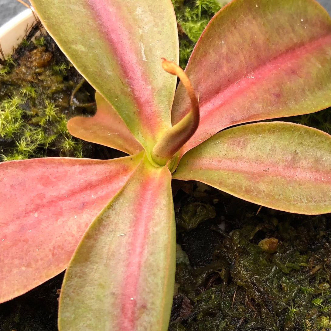 Nepenthes Miranda • Large growing tropical pitcher plant • Beginner-friendly for sale | Buy carnivorous plants and seeds online @ South Africa's leading online plant nursery, Cultivo Carnivores