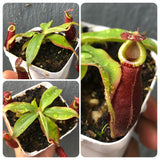 Whatsapp RARE & COLLECTABLES Sale (BN28/07) 🌟 Nepenthes Mirabilis winged x Ampullaria Black Miracle (Intermediate/LL) * Seed grown 🌱 Potted