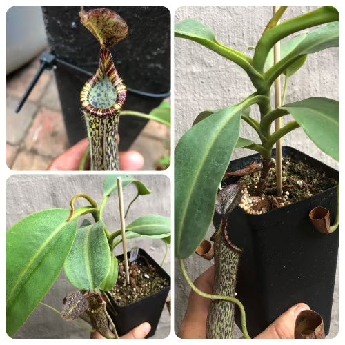 Carnivorous tropical pitcher plant for sale: Buy Nepenthes Maxima x Vogelii Seed grown XXL online