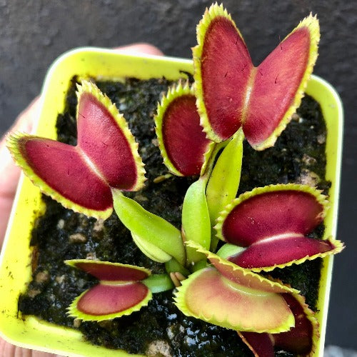 Venus fly trap BIG DRACULA for sale * Buy carnivorous plants online @ Cultivo Carnivores South Africa