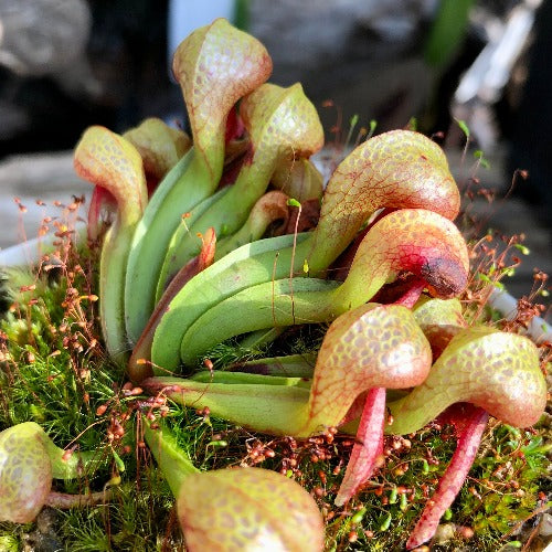 RARE! COBRA PLANT: Darlingtonia Californica 'Sphagnum site' Del Norte Co, CA * Carnivorous plants for sale @ Cultivo Carnivores South Africa