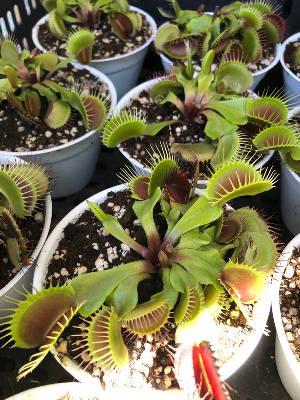 Venus Flytrap VALUE PACK (12 Plants) • XXL Giant Trap Varieties • Limited Offer