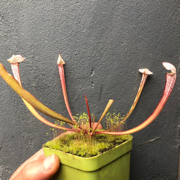 Sarracenia Pseudo Judy x Leucophylla • Trumpet pitcher •.Collectors Import
