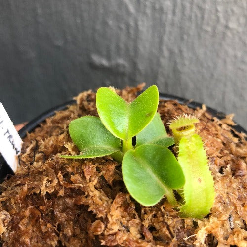 Nepenthes truncata　Malimumu, philippines Nepenthes truncata (Mt. Malimumu, Philippines) | Rare Wistuba