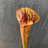 Buy Sarracenia Catesbaei seedgrown * Specimen plant * Rare and collectables ~ Carnivorous plants for sale South Africa