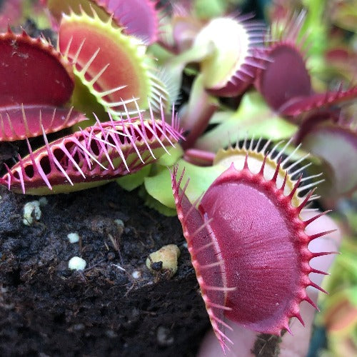 Buy in Bulk: Wholesale giant variety venus fly traps with red traps for wholesale South Africa
