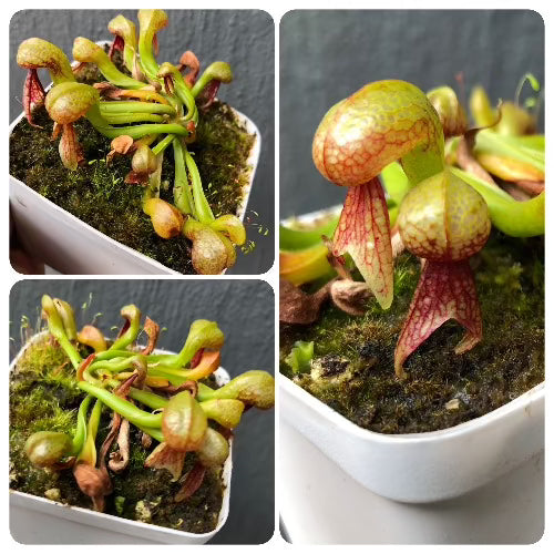 Buy Darlingtonia Californica "Sphagnum site" loc Del Norte Co, CA * Seed grown * Specimen plant * Rare and collectables ~ Carnivorous plants for sale South Africa