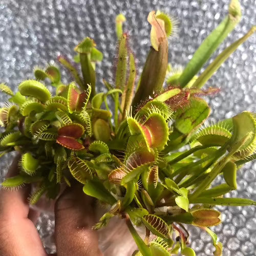 30-Plant Variety Pack 🌱 Pick 'n Mix All-Things-Carnivorous ☀️ Outdoor Selection 2024