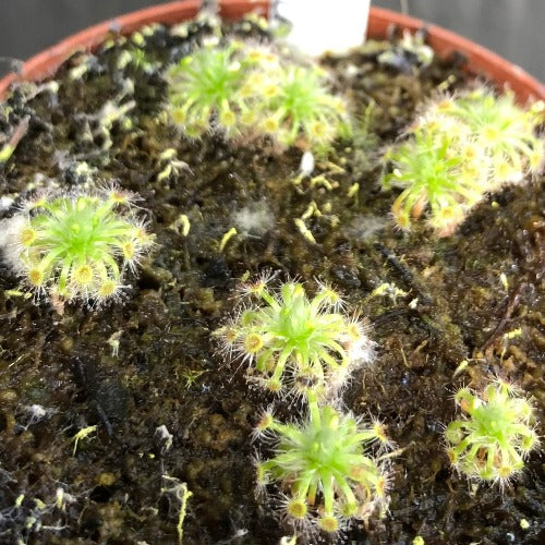 Drosera Helodes x Pulchella (Pygmy Sundews)