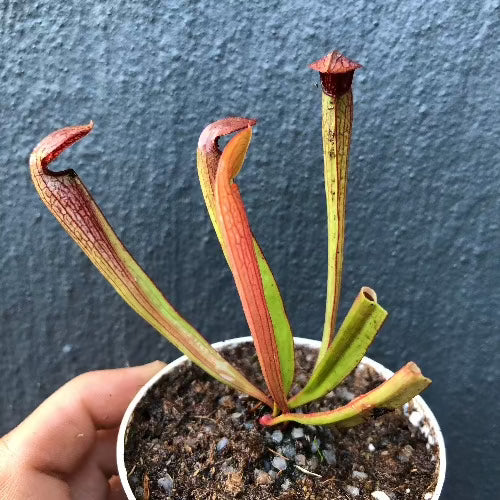 Sarracenia “Godzuki” (S. Leucophylla x Minor giant) ex SNW * 3rd gen Rooted Division [#JS110/01] for sale | Buy carnivorous plants and seeds online @ South Africa's leading online plant nursery, Cultivo Carnivores